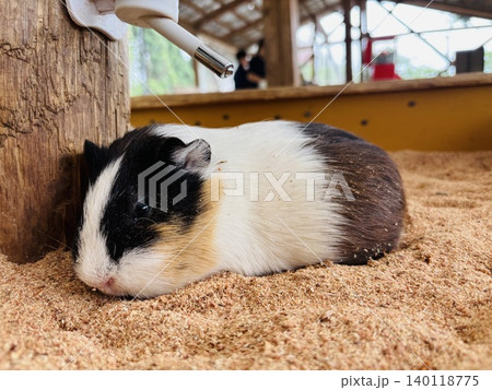 トリアスふれあい動物園の動物達 トリアスふれあい動物園の動物達 140118775