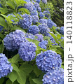 梅雨に咲く紫陽花 140118823