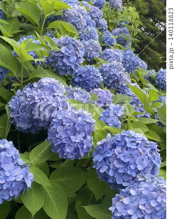 梅雨に咲く紫陽花 梅雨に咲く紫陽花 140118823