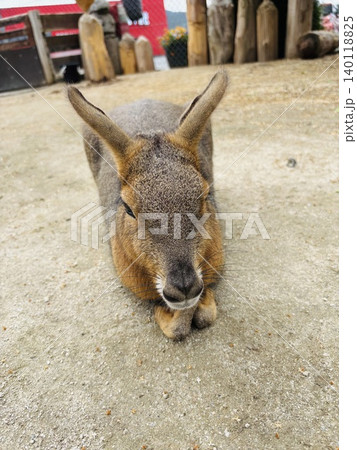 トリアスふれあい動物園の動物達 トリアスふれあい動物園の動物達 140118825