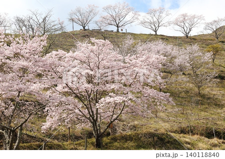 満開の桜のある風景 満開の桜のある風景 140118840