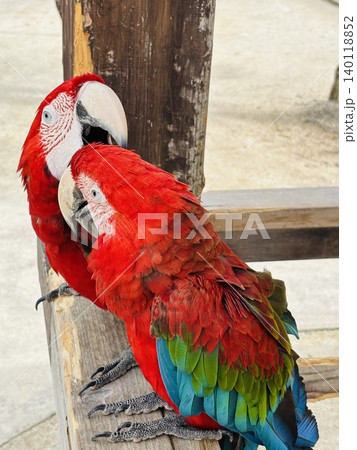 トリアスふれあい動物園の動物達 トリアスふれあい動物園の動物達 140118852