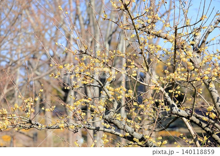 明るい ロウバイの花 冬の彩 明るい ロウバイの花 冬の彩 140118859