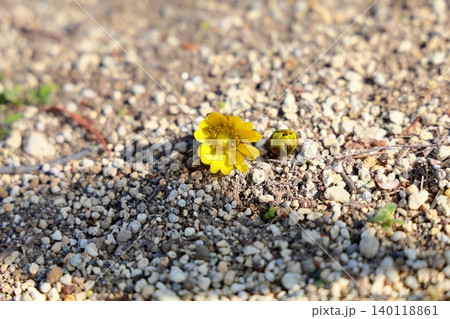 福寿草の花 福寿草の花 140118861