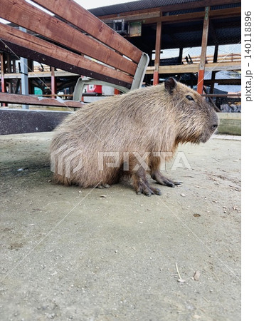 トリアスふれあい動物園の動物達 トリアスふれあい動物園の動物達 140118896
