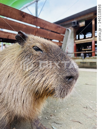 トリアスふれあい動物園の動物達 トリアスふれあい動物園の動物達 140118898