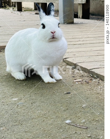 トリアスふれあい動物園の動物達 トリアスふれあい動物園の動物達 140118900
