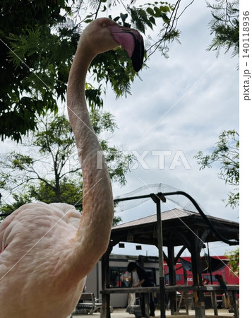トリアスふれあい動物園の動物達 トリアスふれあい動物園の動物達 140118936
