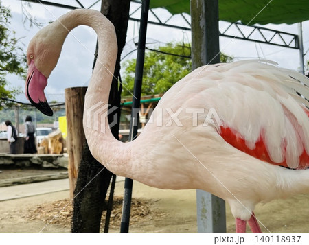 トリアスふれあい動物園の動物達 トリアスふれあい動物園の動物達 140118937