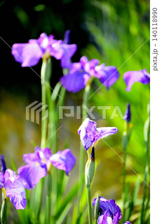 水元公園　綺麗に咲く花菖蒲 140118990