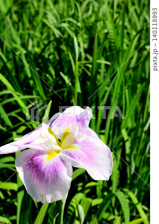水元公園 綺麗に咲く花菖蒲 水元公園 綺麗に咲く花菖蒲 140118993