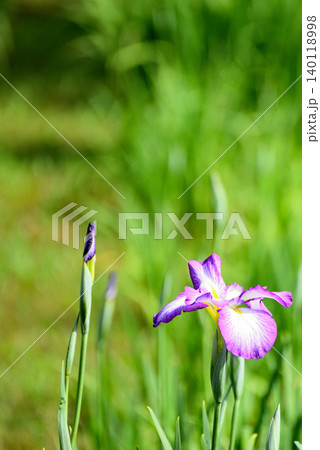 水元公園　綺麗に咲く花菖蒲 140118998