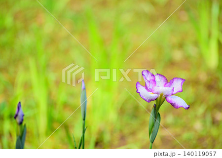水元公園 綺麗に咲く花菖蒲 水元公園 綺麗に咲く花菖蒲 140119057