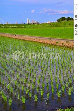 田植えが終わった水田と青空が広がる田園風景 さいたま市 田植えが終わった水田と青空が広がる田園風景 さいたま市 140119295