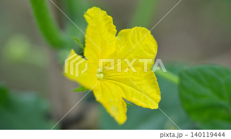 キュウリの黄色い花のクローズアップ 家庭菜園の夏野菜 キュウリの黄色い花のクローズアップ 家庭菜園の夏野菜 140119444