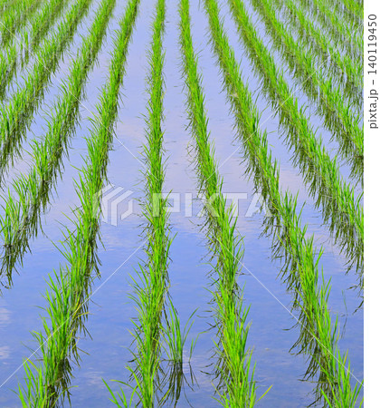 田植え後の田園風景 荒川河川敷穀倉地帯 さいたま市西区 田植え後の田園風景 荒川河川敷穀倉地帯 さいたま市西区 140119450