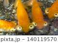 常に眼が天上を向いているユニークな頂天眼 140119570