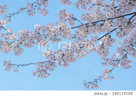 青空に映える桜 青空に映える桜 140119588