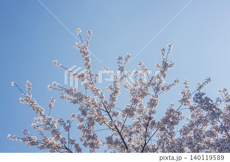 青空に映える桜 青空に映える桜 140119589