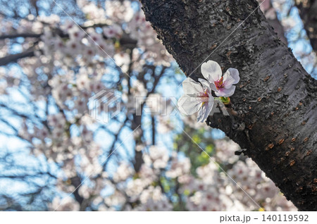 幹に咲いた桜の花 140119592