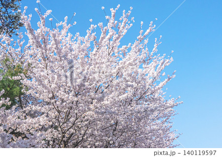 青空に映える満開の桜 青空に映える満開の桜 140119597