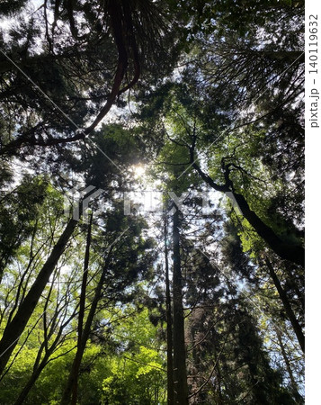 新緑の森を見上げる木漏れ日風景|初夏の森林と青空 新緑の森を見上げる木漏れ日風景|初夏の森林と青空 140119632