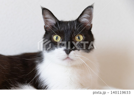 はちわれの猫 はちわれの猫 140119633