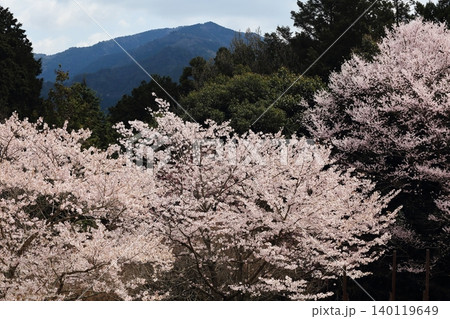 満開の桜のある風景 満開の桜のある風景 140119649