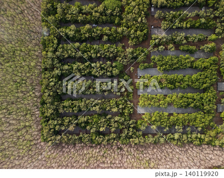 Trees grow in organized rows in a green field near a brown area Trees grow in organized rows in a green field near a brown area 140119920