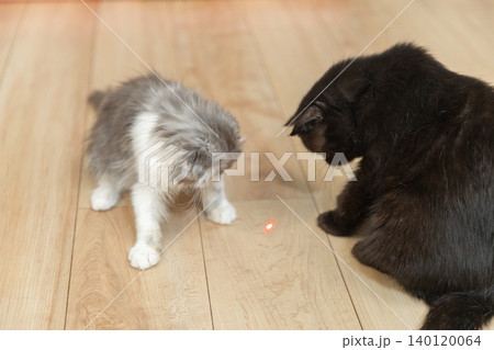 レーザーポインターを見る2匹の猫 レーザーポインターを見る2匹の猫 140120064