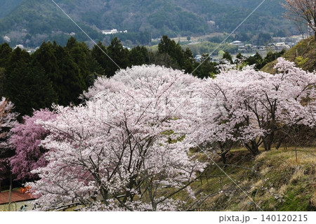 満開の桜のある風景 満開の桜のある風景 140120215