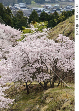 満開の桜のある風景 満開の桜のある風景 140120218