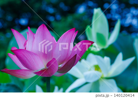 蓮の花のある風景 蓮の花のある風景 140120414