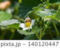 いちごの花の蜜を吸う蜜蜂 140120447