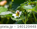 いちごの花の蜜を吸う蜜蜂 140120448
