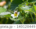 いちごの花の蜜を吸う蜜蜂 140120449