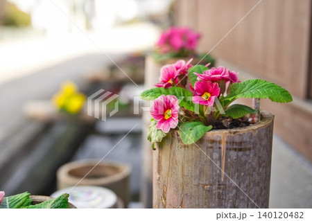 【おはなはん通り】澄んだ水路のお花 【おはなはん通り】澄んだ水路のお花 140120482