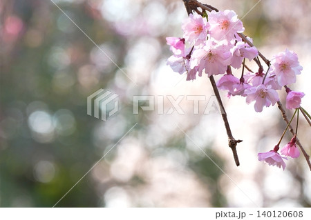 枝垂れ桜と春の玉ボケ背景 枝垂れ桜と春の玉ボケ背景 140120608