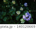 咲き始めた紫陽花 140120669