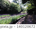 森の木陰の花菖蒲 140120672