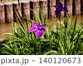 花菖蒲 140120673