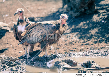 Lappet-faced vultures Lappet-faced vultures 140120766