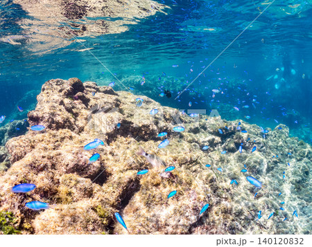 ソラスズメダイ、オヤビッチャ、イスズミ、ホウライヒメジ他群れ。ヒリゾ浜南伊豆町中木 静岡県伊豆半島 140120832