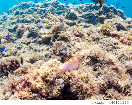 ソラスズメダイ、オヤビッチャ、イスズミ、ホウライヒメジ他群れ。ヒリゾ浜南伊豆町中木 静岡県伊豆半島 ソラスズメダイ、オヤビッチャ、イスズミ、ホウライヒメジ他群れ。ヒリゾ浜南伊豆町中木 静岡県伊豆半島 140121136