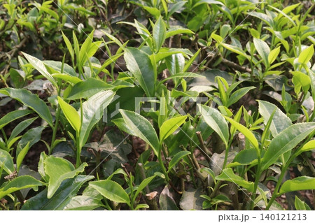 tea leaf on tree in firm for harvest 140121213