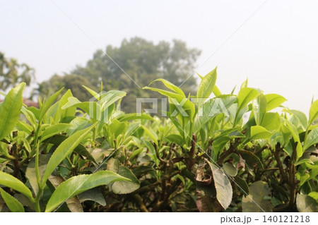 tea leaf on tree in firm for harvest 140121218