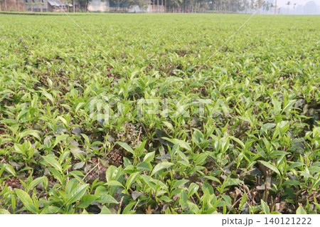 tea leaf on tree in firm for harvest tea leaf on tree in firm for harvest 140121222