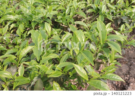 tea leaf on tree in firm for harvest 140121223