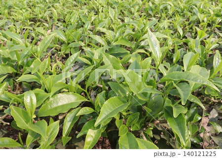 tea leaf on tree in firm for harvest tea leaf on tree in firm for harvest 140121225