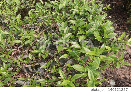 tea leaf on tree in firm for harvest tea leaf on tree in firm for harvest 140121227